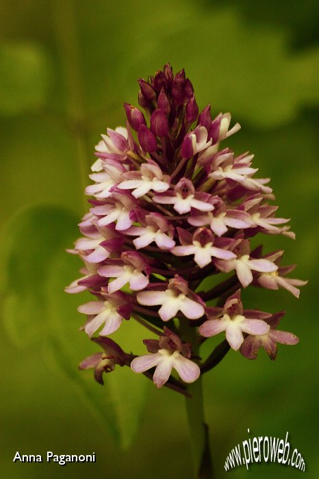 Anacamptis pyramidalis.JPG